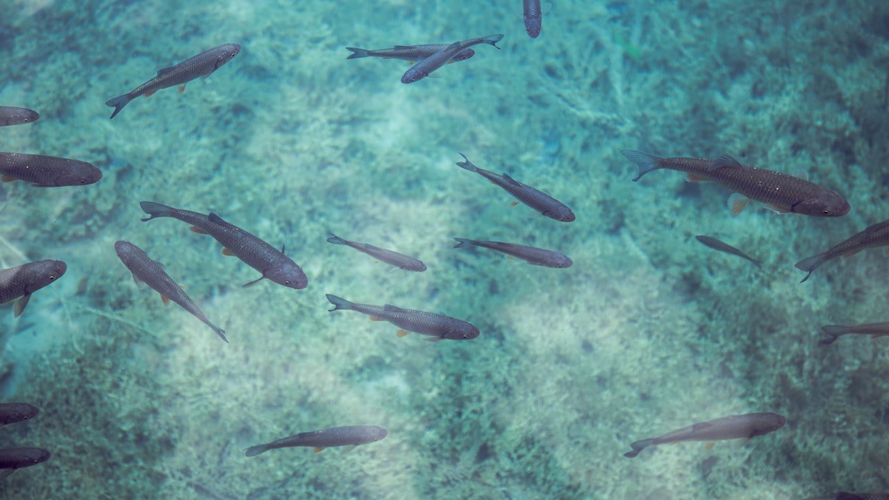 The 5 Reasons Shark Slides Are So Popular