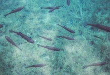 The 5 Reasons Shark Slides Are So Popular