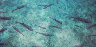 The 5 Reasons Shark Slides Are So Popular