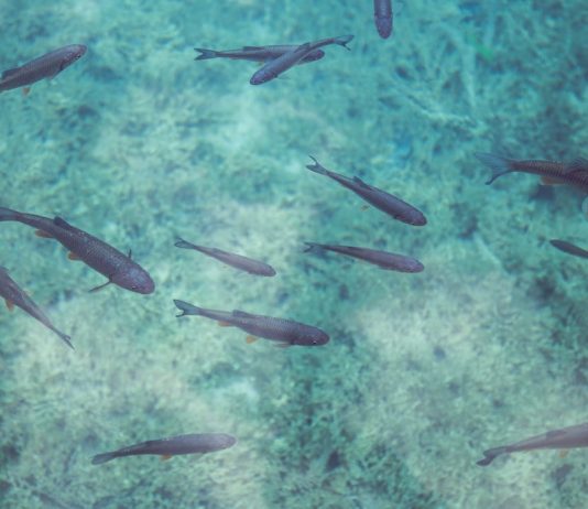 The 5 Reasons Shark Slides Are So Popular